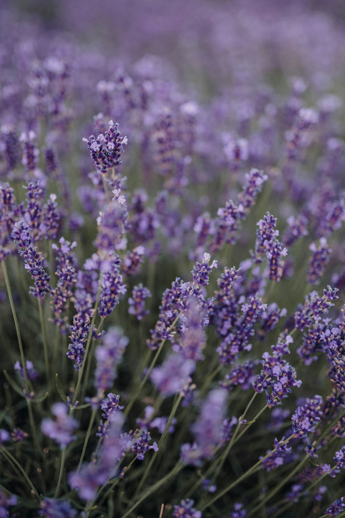 Lavender Field in Daylight