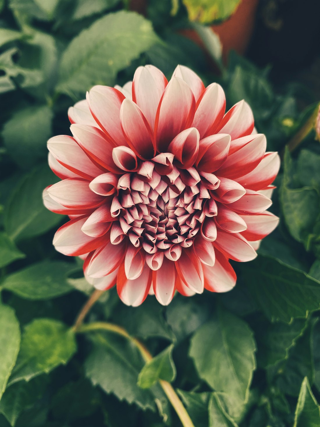Red and White Dahlia Fubuki Macro