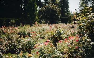 Portland Rose Garden in Full Bloom