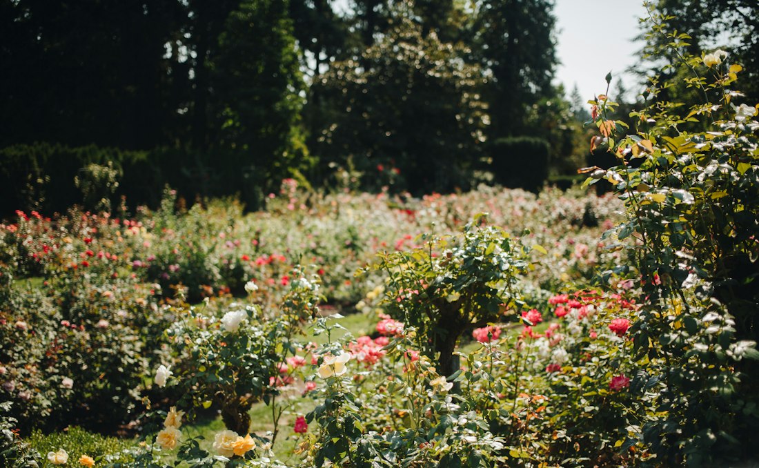 Portland Rose Garden in Full Bloom