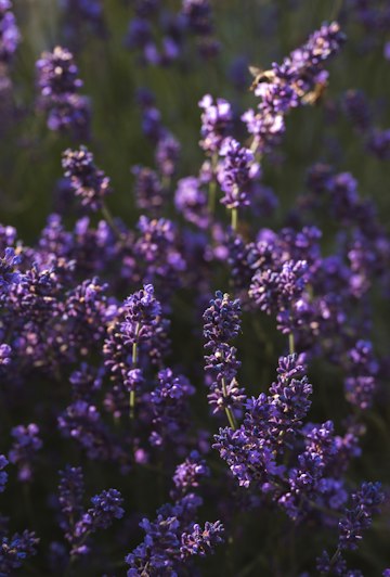 Lavender Background