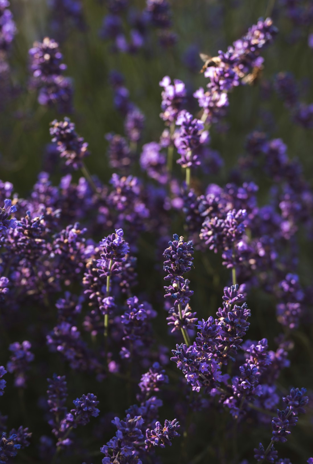 Lavender Background