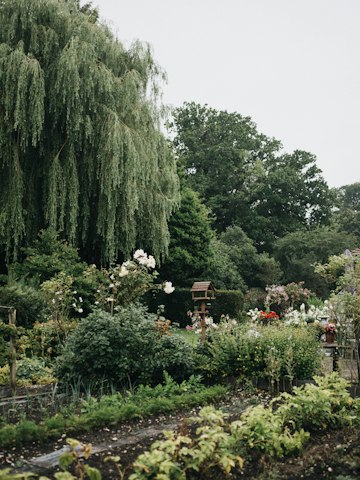 Tranquil Dahlia Garden