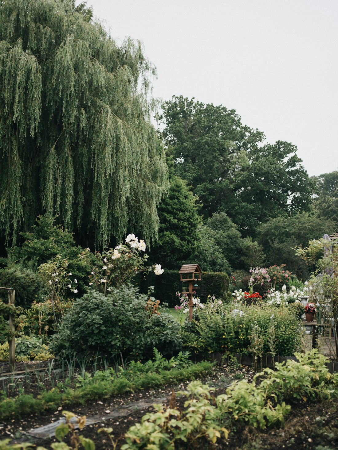 Tranquil Dahlia Garden
