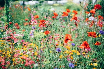 Wildflower Meadow