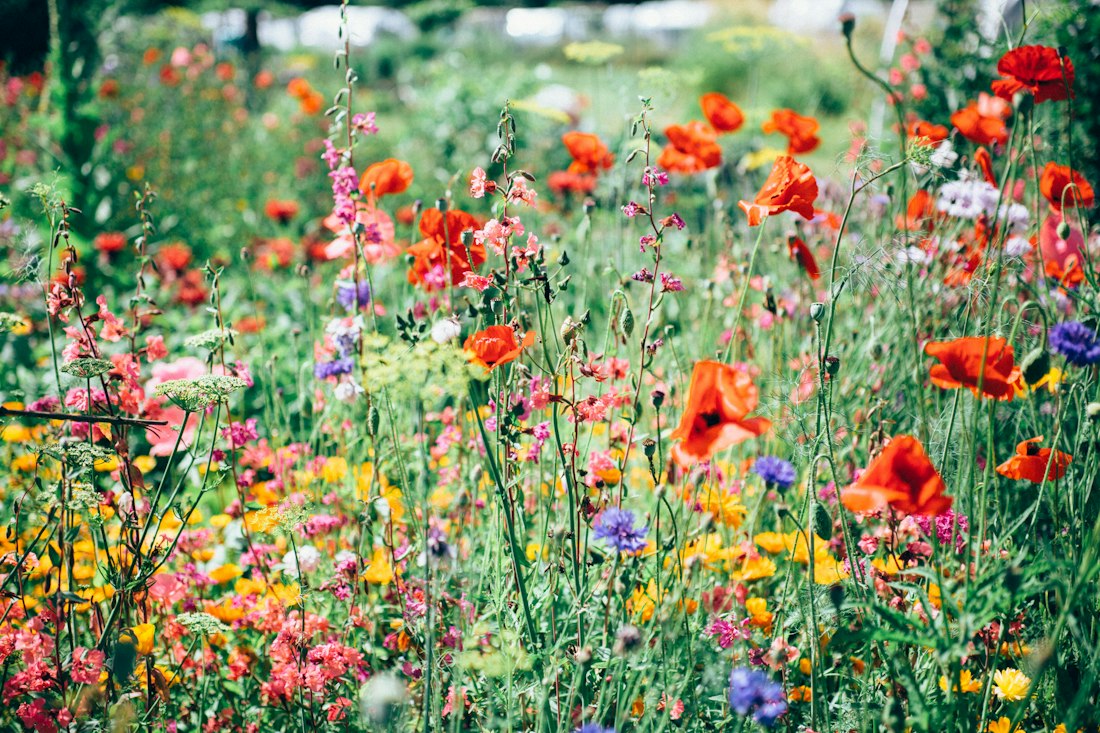 Wildflower Meadow
