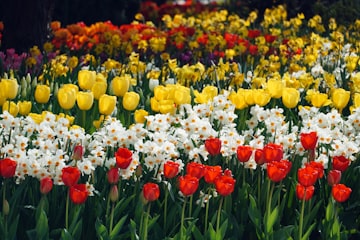 Colorful Tulip Field