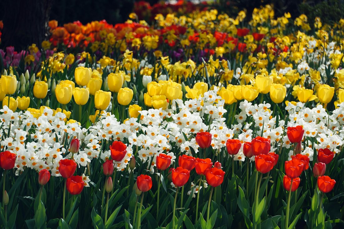 Colorful Tulip Field