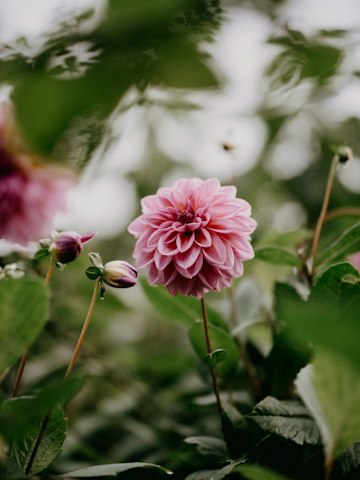 Pink Dahlia Close-Up