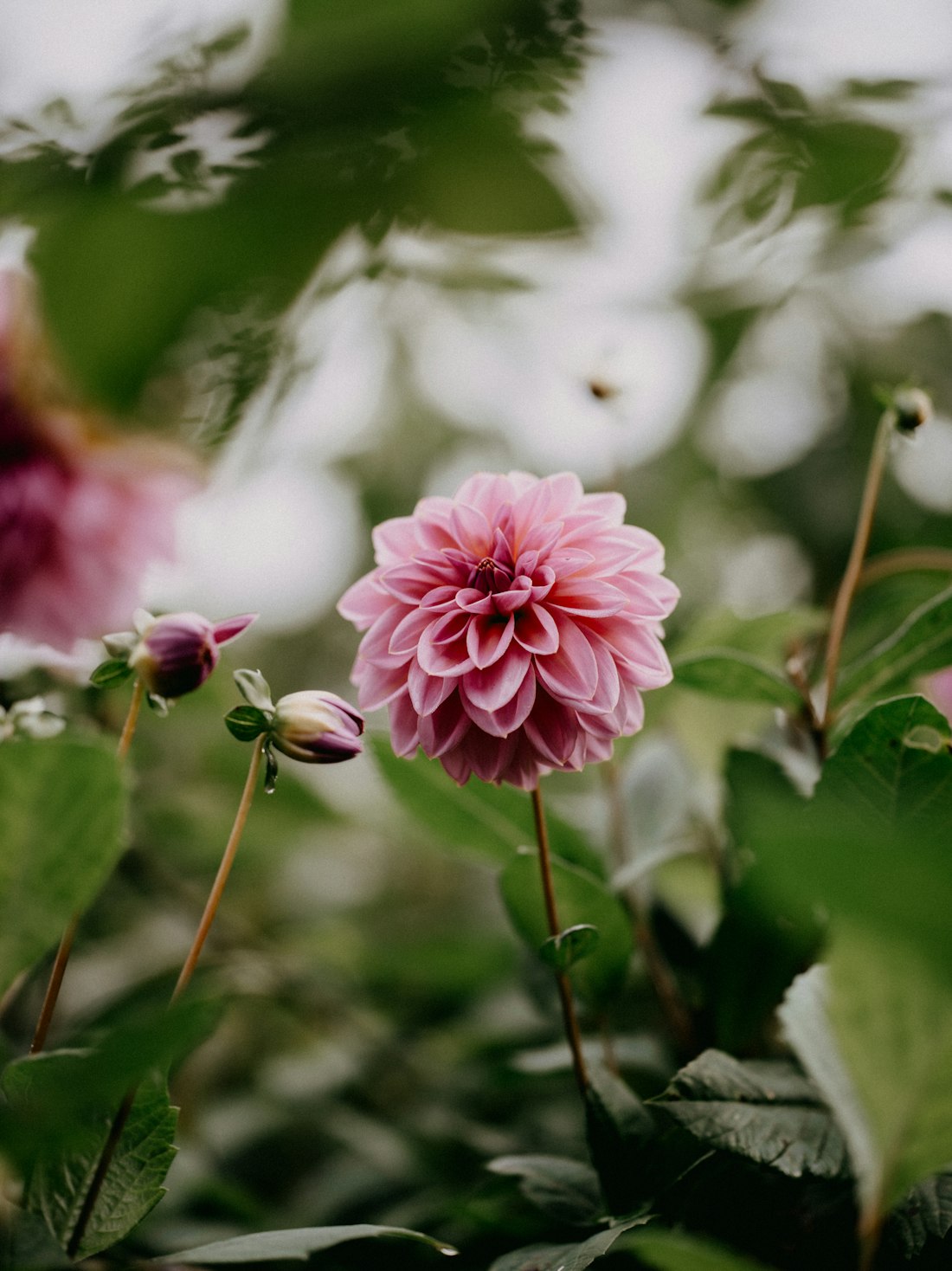 Pink Dahlia Close-Up