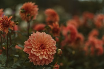 Orange Dahlia in Bloom
