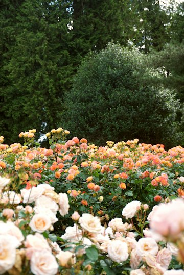 Rose Garden