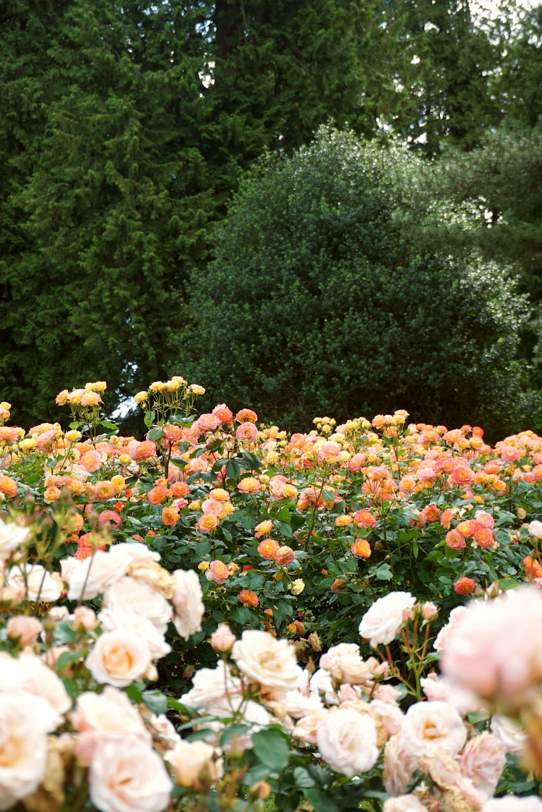 Rose Garden