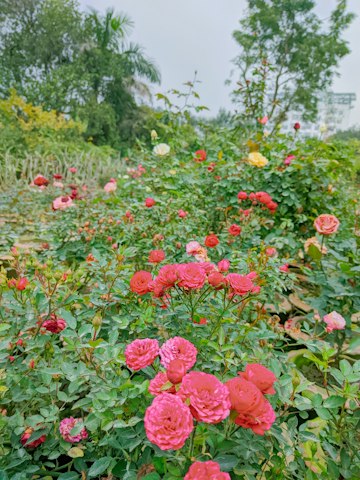 Garden Roses