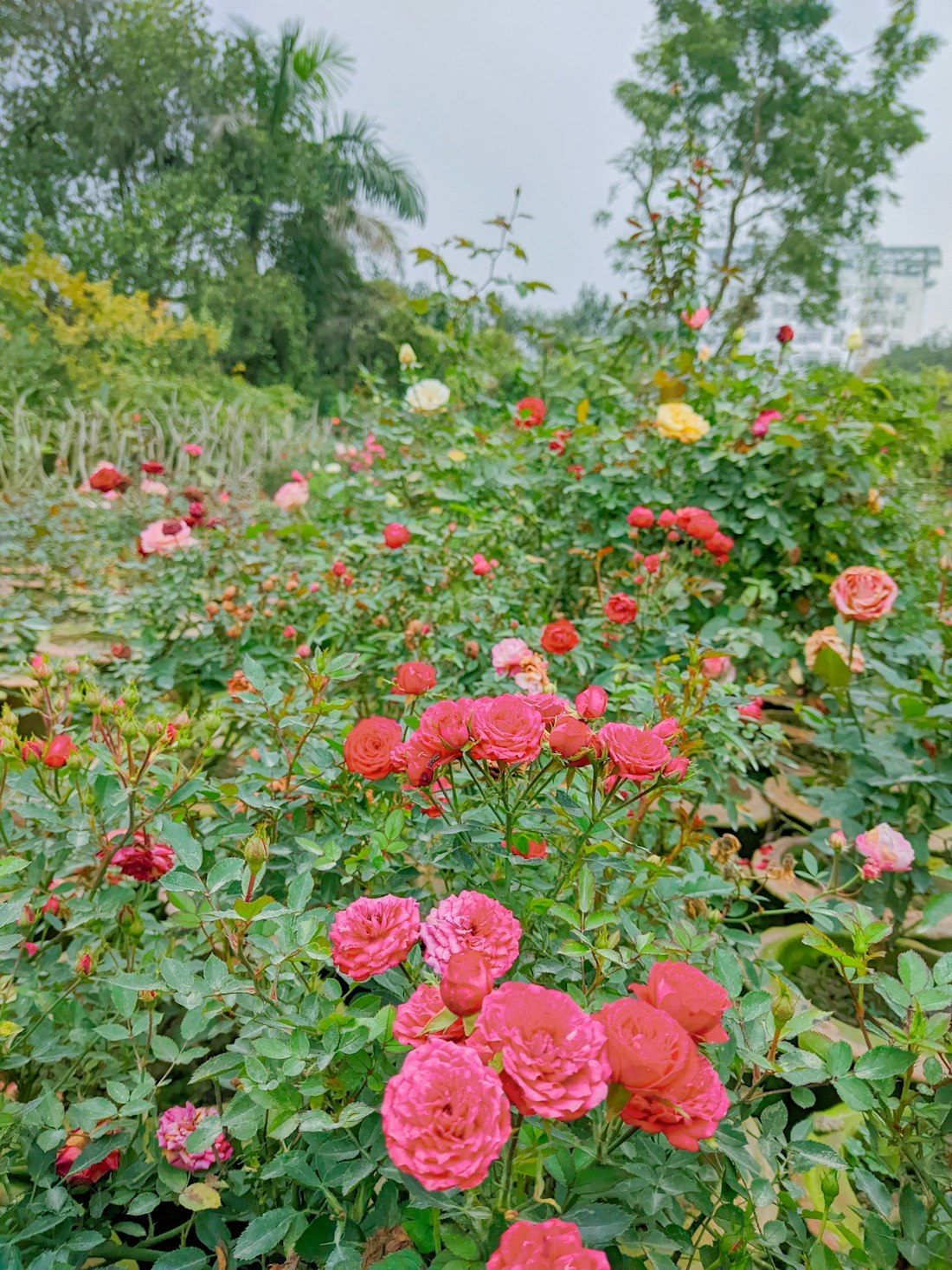 Garden Roses