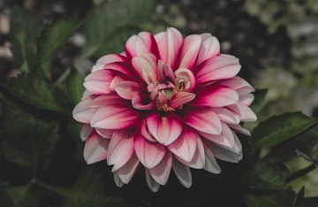 Pink and White Dahlia Close-Up