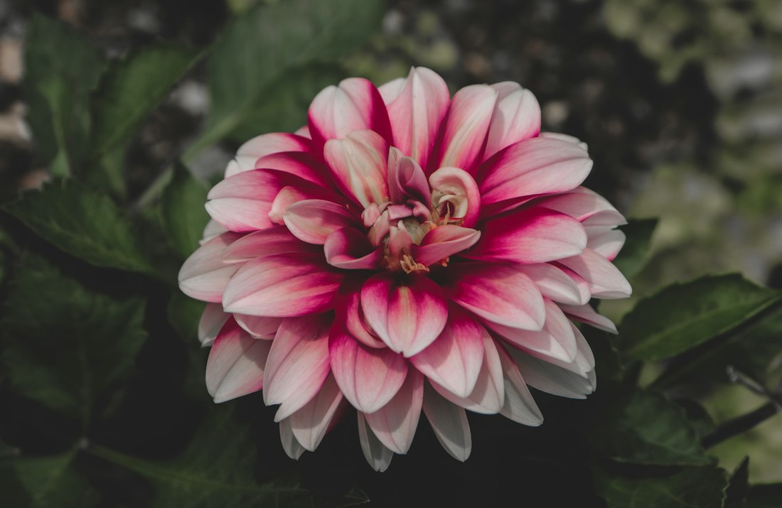 Pink and White Dahlia Close-Up