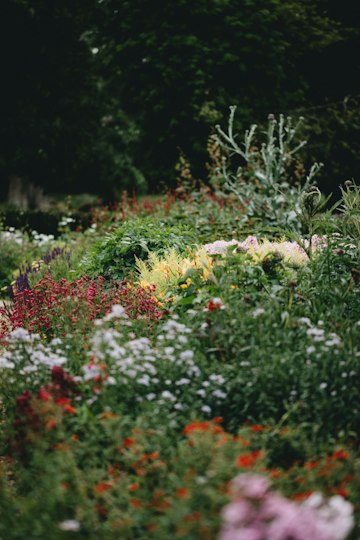 Vibrant Red and Yellow Garden Blooms