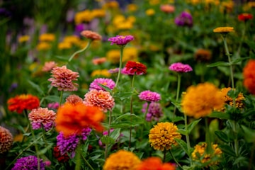 Colorful Zinnia Field