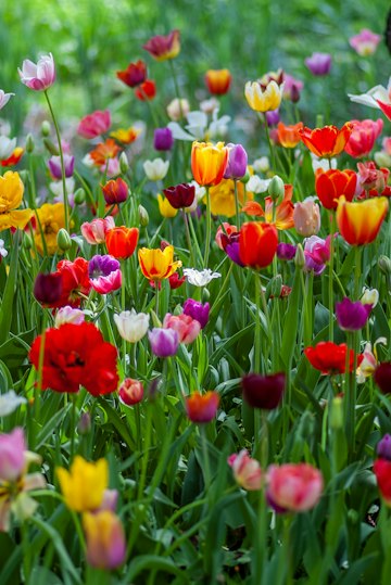 Tulip