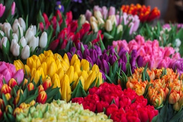 Tulip