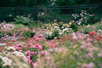 Vibrant Pink and White Rose Garden