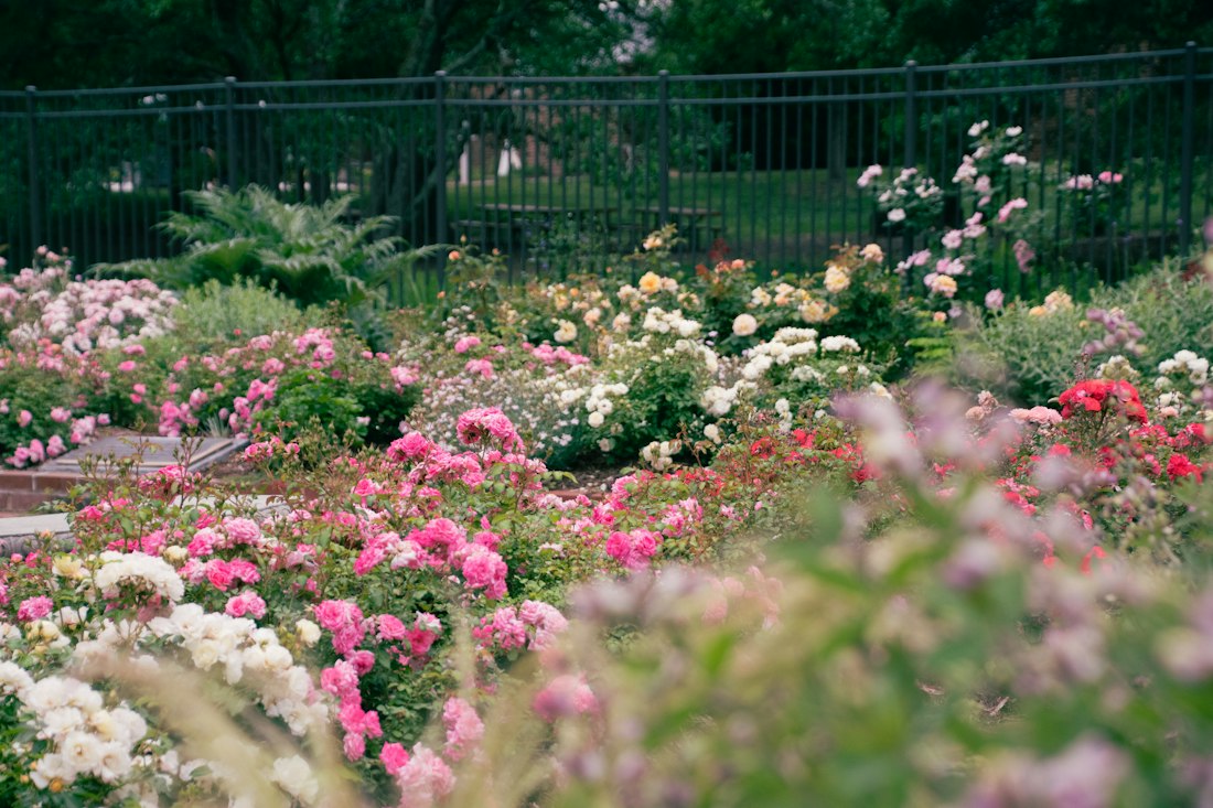 Vibrant Pink and White Rose Garden