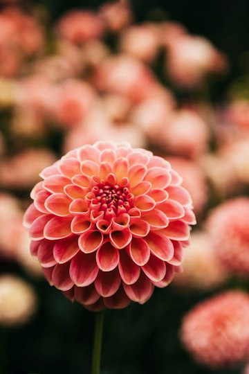 Pink Dahlia Close-Up