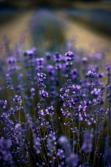 Lavender Field in Bloom