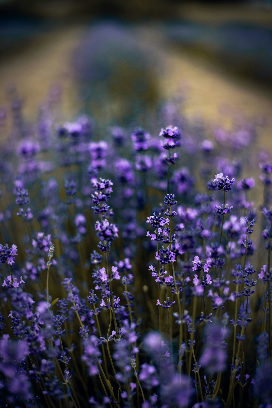 Lavender Field in Bloom