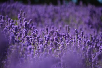 Bed of Lavender Flowers