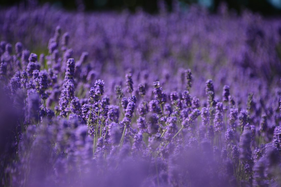 Bed of Lavender Flowers
