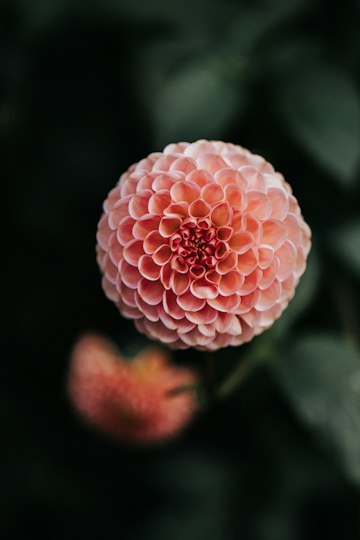 Pink Dahlia Close-Up