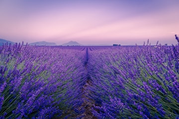 Lavender Field