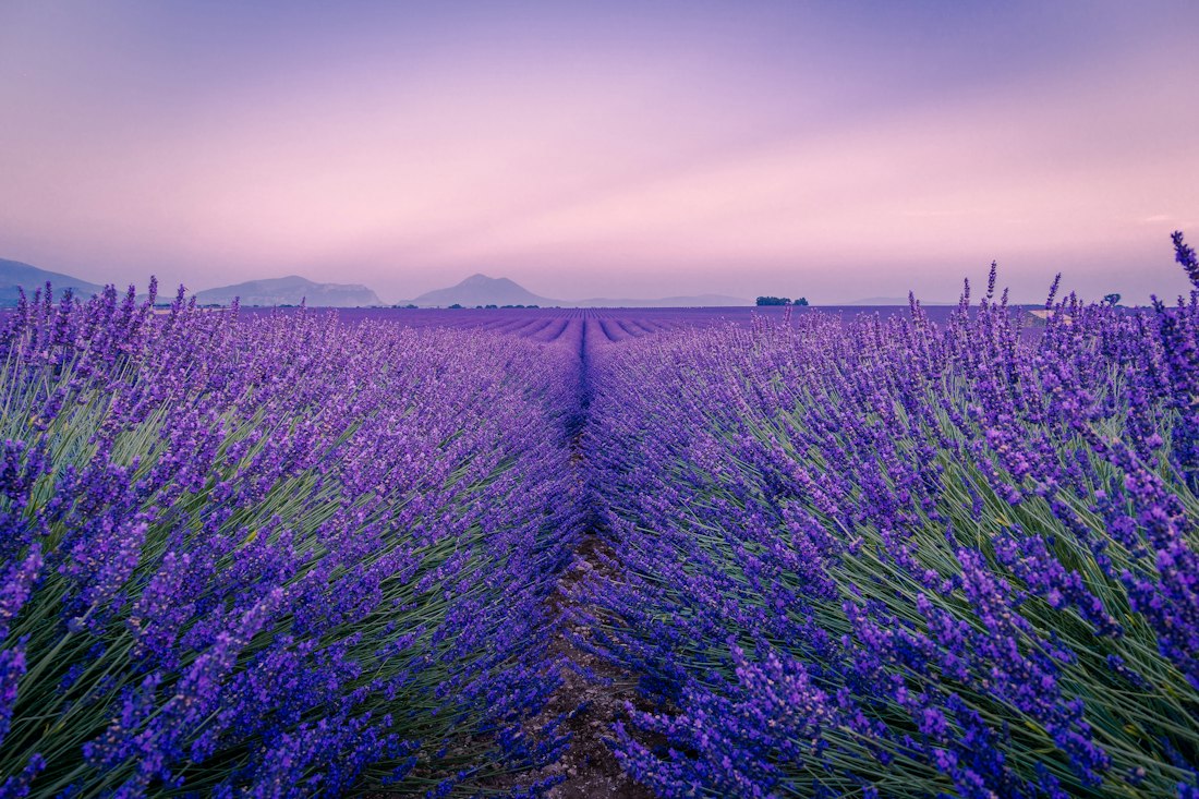Lavender Field