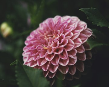 Pink Dahlia Macro