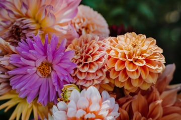 Summer Dahlias