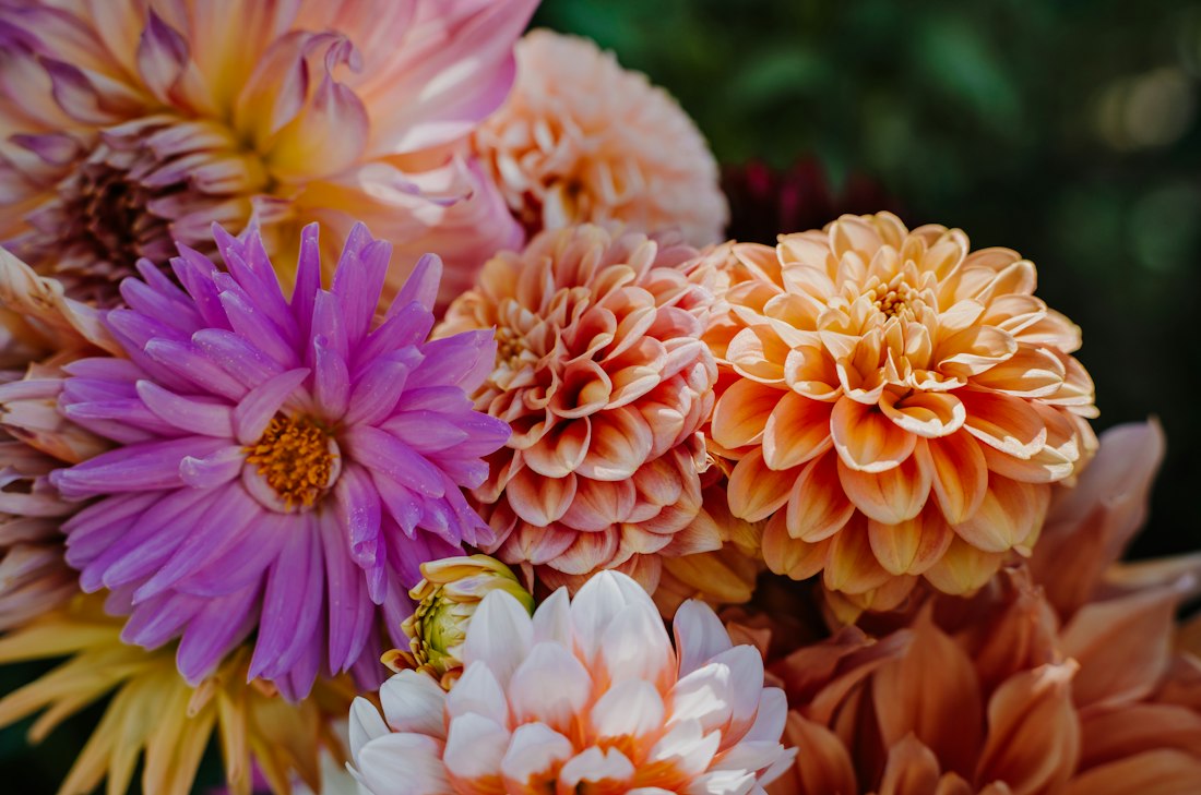 Summer Dahlias