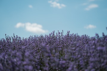 Lavender Field