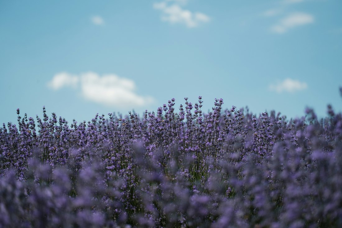 Lavender Field