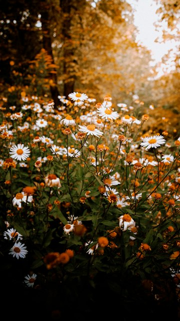 Golden Chamomile Field