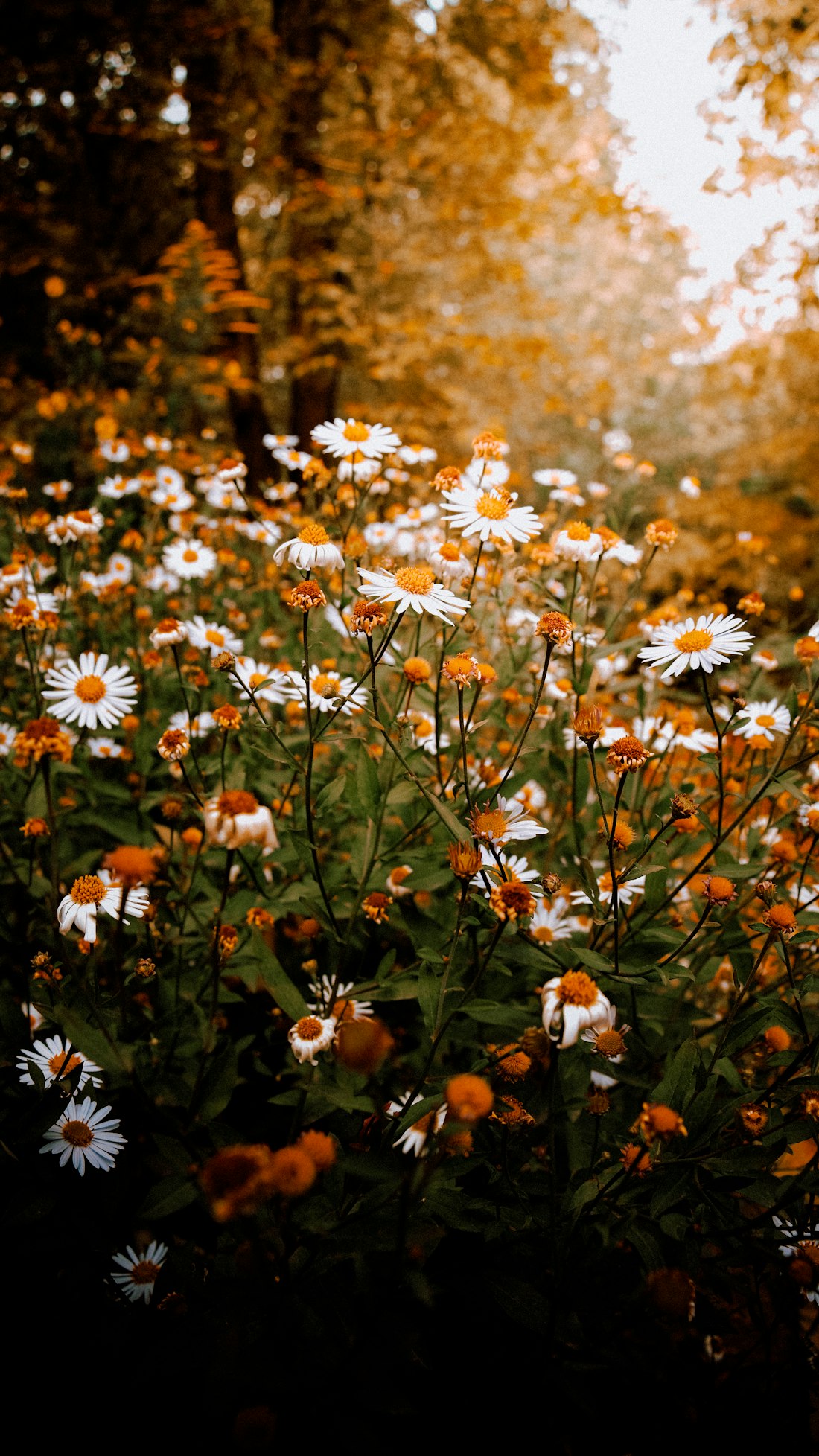 Golden Chamomile Field