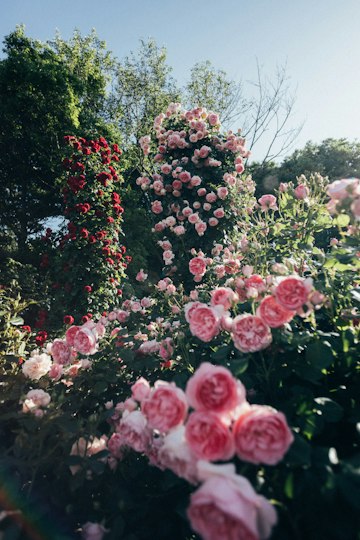Garden of Climbing Roses