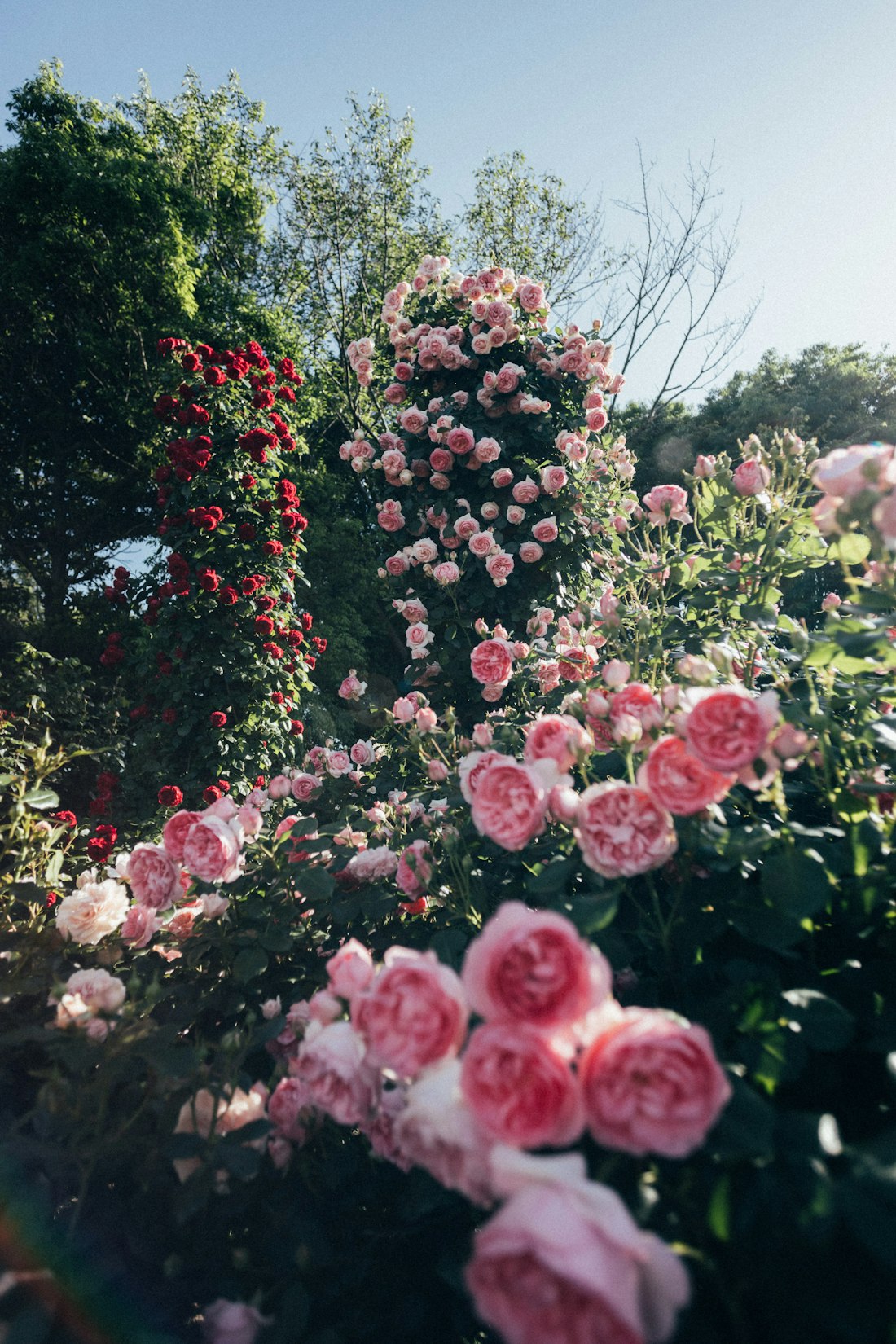 Garden of Climbing Roses