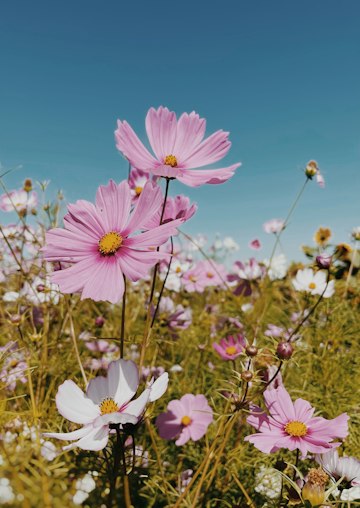Sunlit Pink Cosmos Field