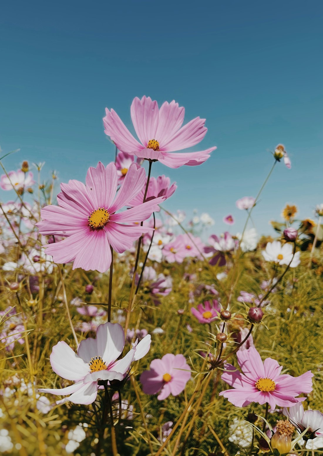 Sunlit Pink Cosmos Field