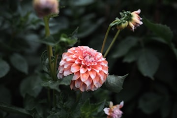 Pink Dahlia Macro