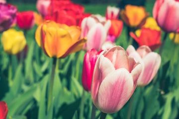 Springtime Tulip Display
