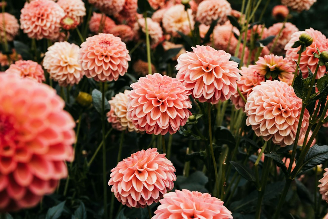 Pink Dahlia Field