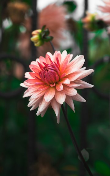 Pink Dahlia in Focus